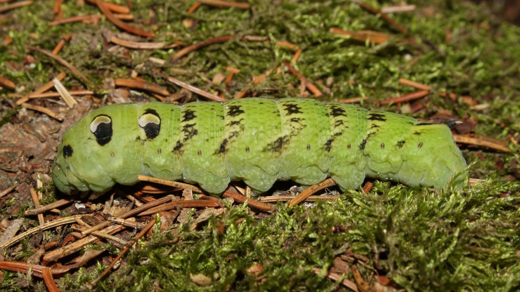 Mittlerer-Weinschwärmer-Deilephila-elpenor