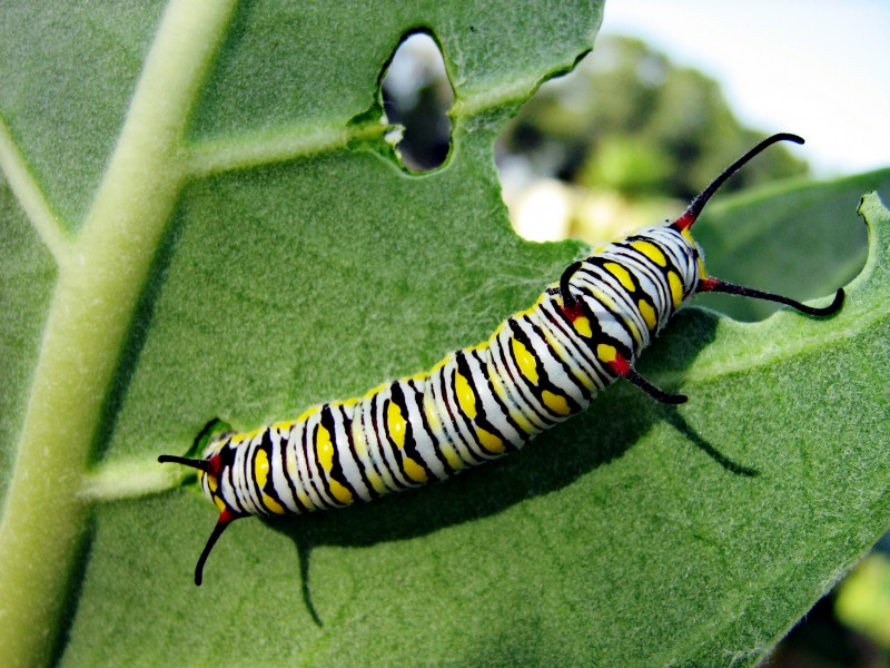 Monarch butterfly Caterpillar