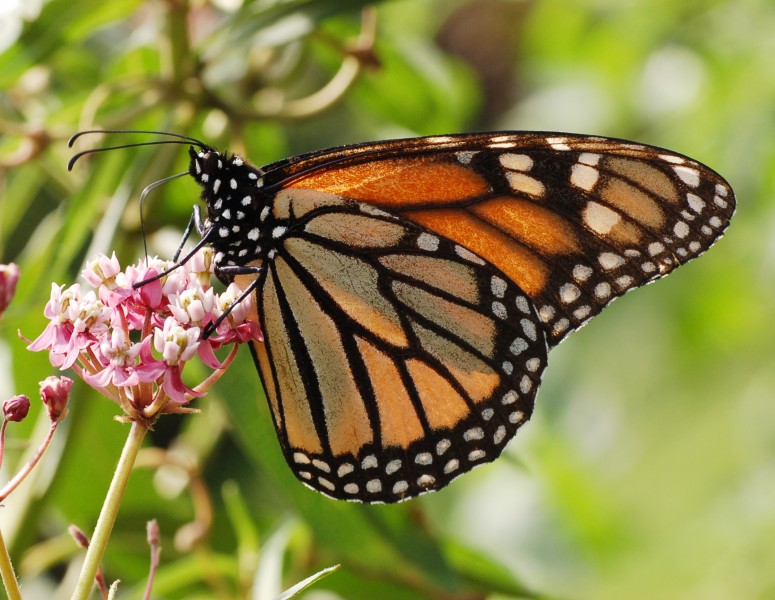 Monarch Butterfly Danaus plexippus Feeding