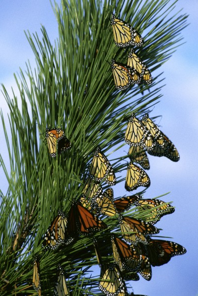 Monarch butterfly migration