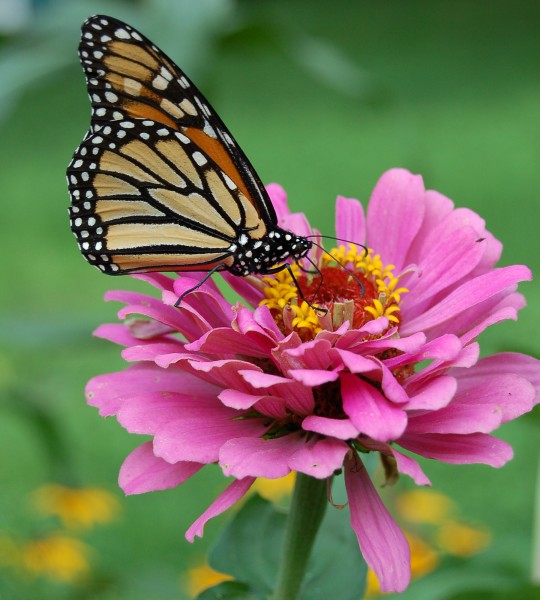 Monarch Butterfly Pink Zinnia 1800px