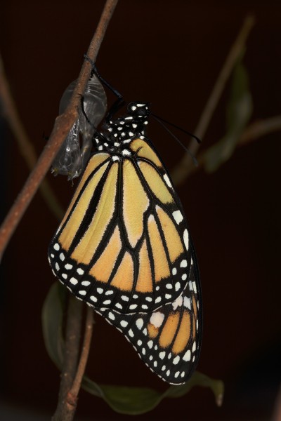 Monarch butterfly with its pupa case