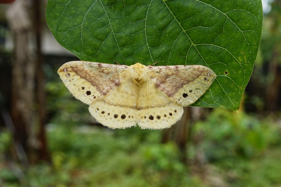Monkey Moth(Eupterote sp) 9847
