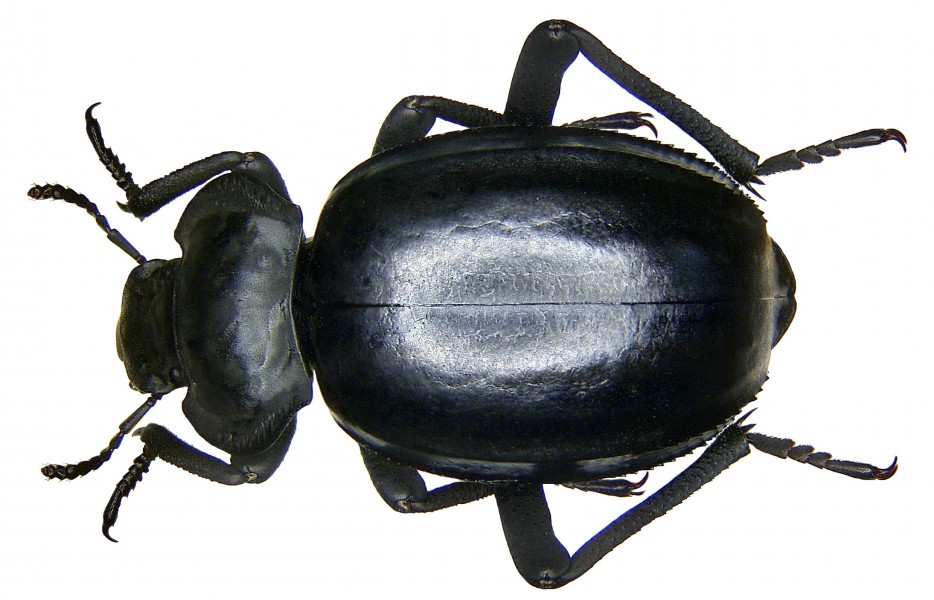 Morica planata (Fabricius, 1891) (2941640483)