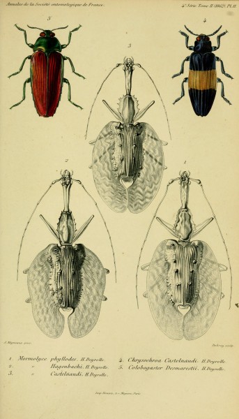 Mormolyce 1862