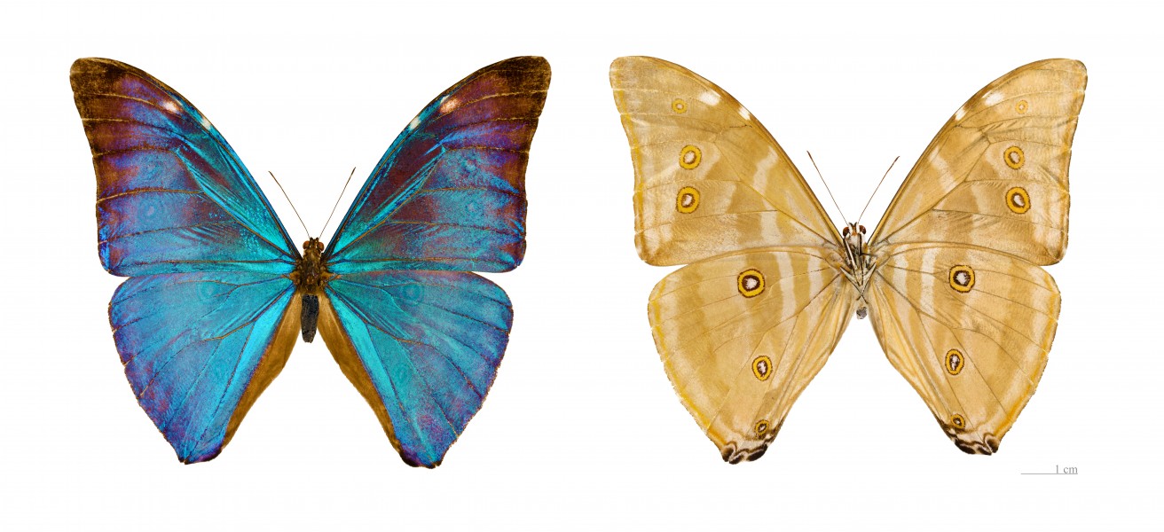 Morpho marcus MHNT