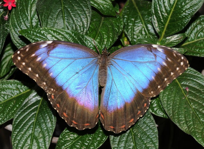 Morpho peleides (3)