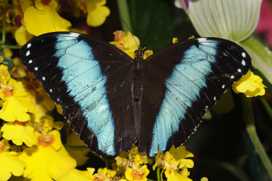 Morpho sp (2)
