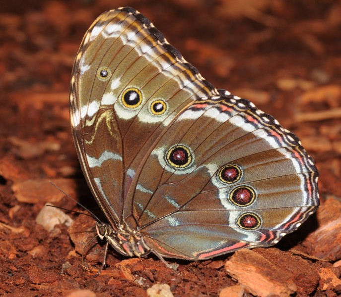Morpho sp (7)
