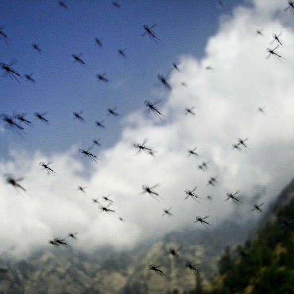 Mosquito Combination