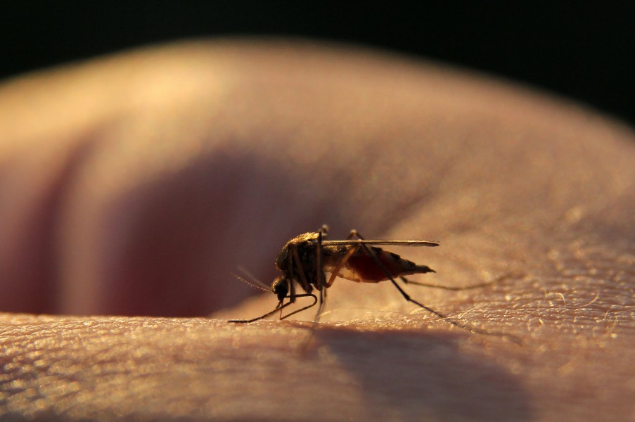 Mosquito on Hand