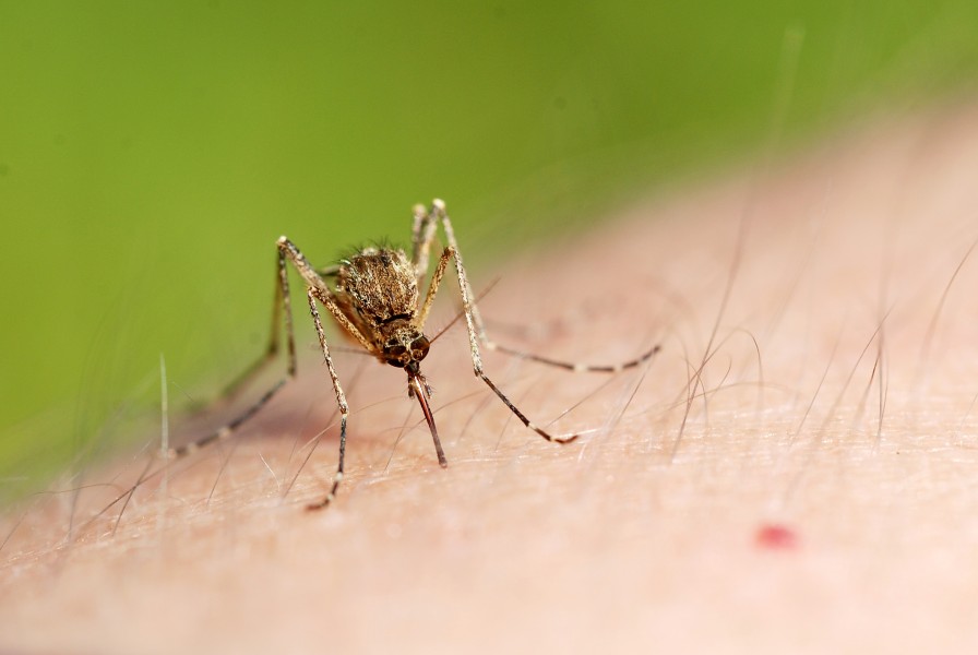Mosquito sucking blood (4799486544)