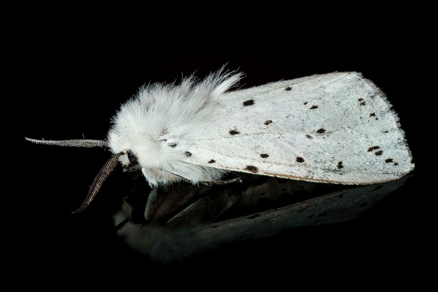Moth 01 (MK)