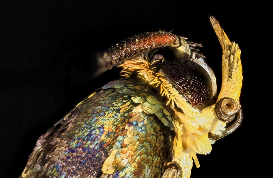 Moth, beltsville, md 2013-07-12-18.18.26 ZS PMax (9271270603)