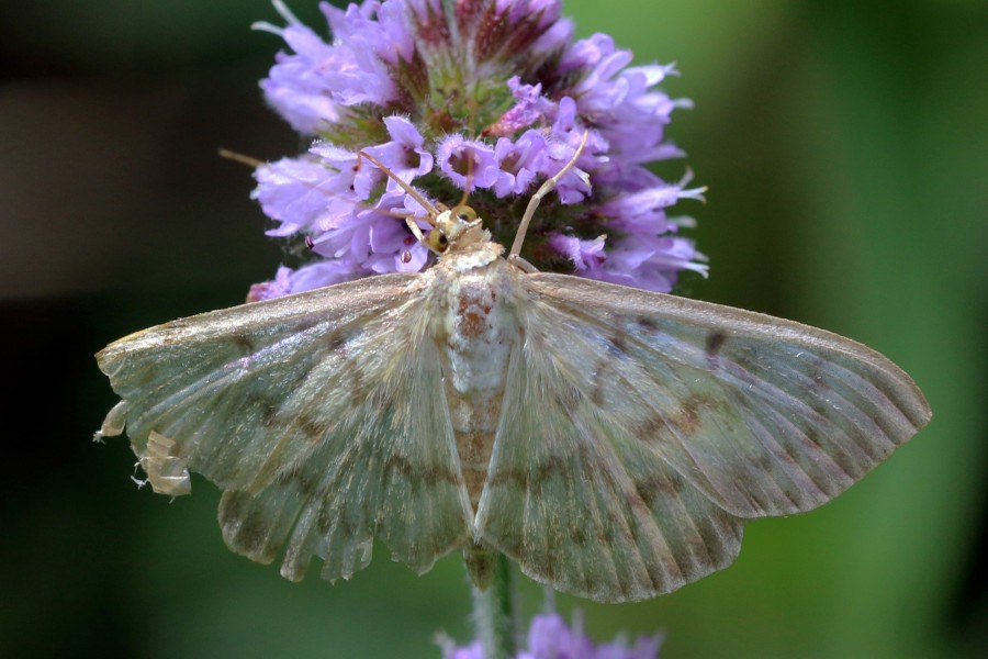 Mother of pearl moth (Pleuroptya ruralis)