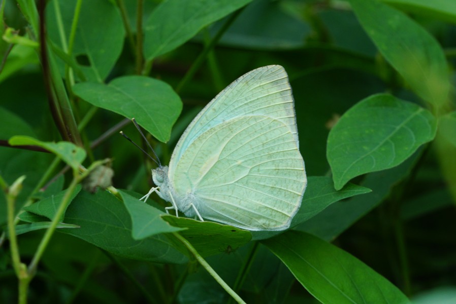 Mottled Emigrant 05328
