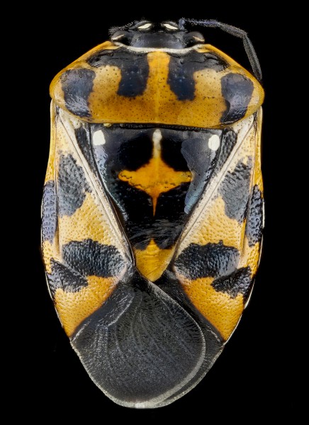 Murgantia histrionica, 1, F, back, Maryland, Beltsville 2013-03-08-14.03.57 ZS PMax (8540749184)