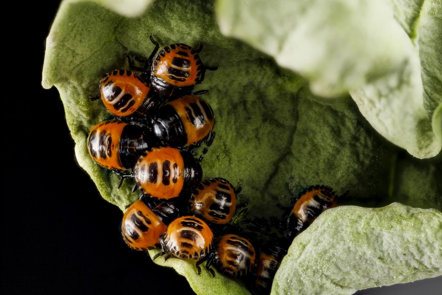 Murgantia histrionica, eggs2 2013-03-08-15.03.43 ZS PMax (8539641927)