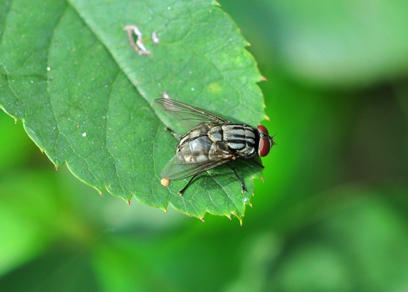 Musca domestica, Burdwan, West Bengal, India 12 03 2012 (2)