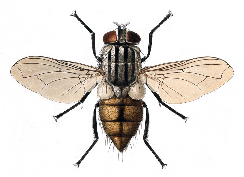 Musca domestica female