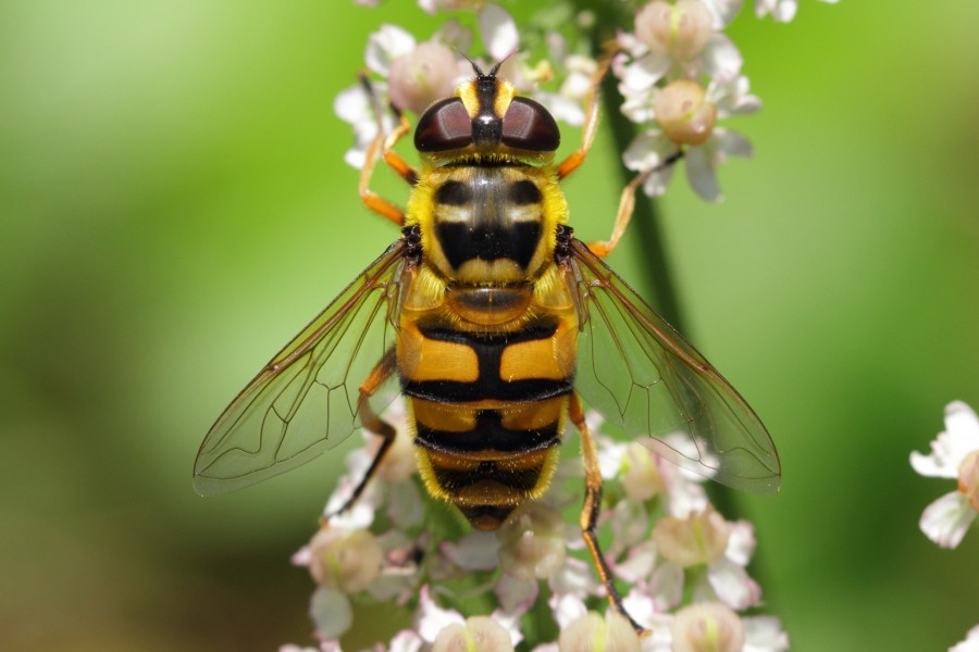 Myathropa florea - botanischer Garten Schönbrunn