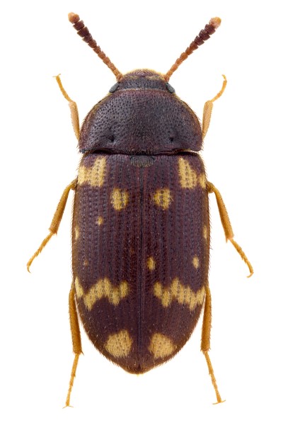 Mycetophagus atomarius