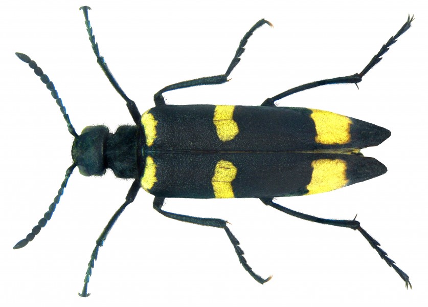 Mylabris damascena Reiche, 1865