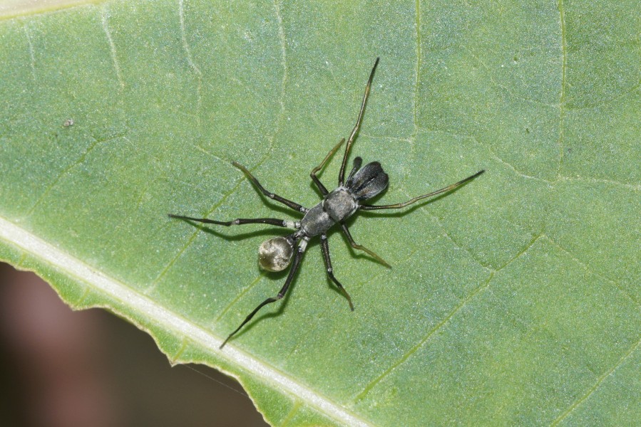 Myrmarachne 8387