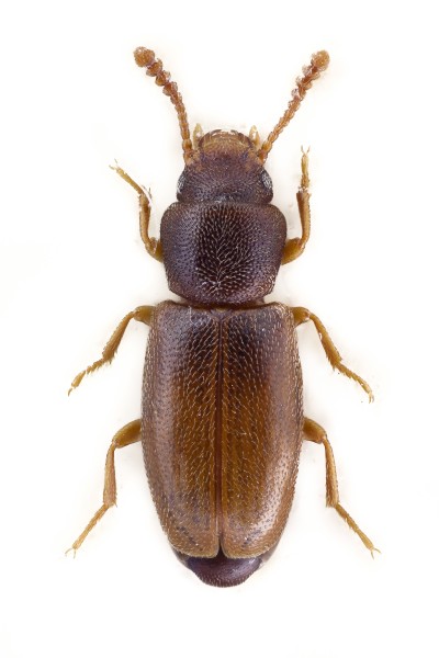 Myrmechixenus vaporariorum
