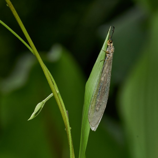 Myrmeleontidae-Kadavoor-2017-05-23-002