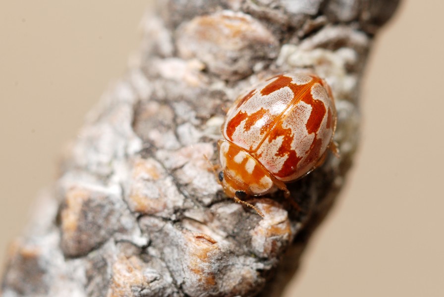Myrrha octodecimguttata (4798137757)