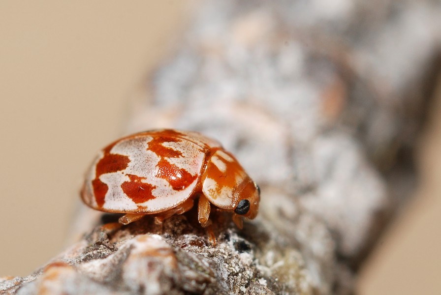 Myrrha octodecimguttata (4798139093)