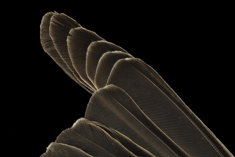 Myrtle warbler, wing, dc 2014-05-06-14.28.24 ZS PMax (14146827353)