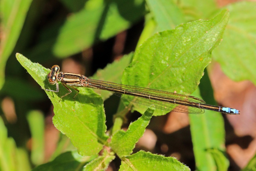 Natal sprite (Pseudagrion spernatum) female