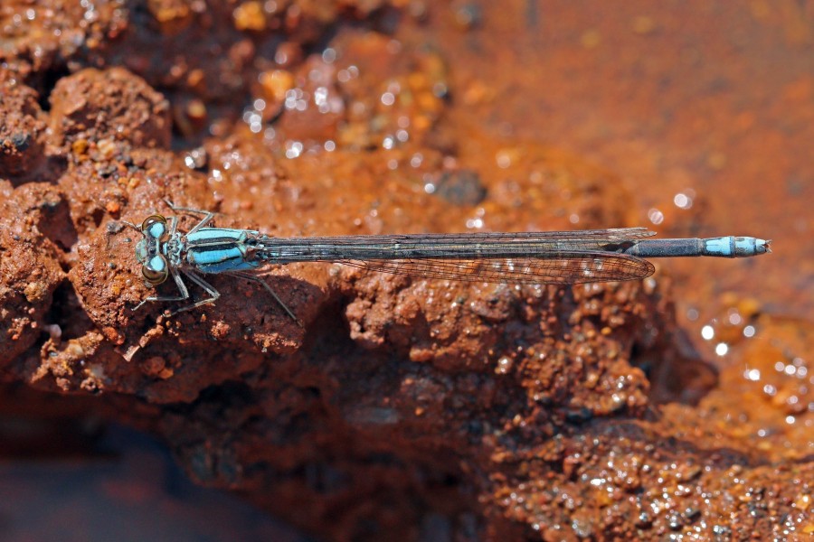 Natal sprite (Pseudagrion spernatum) female blue morph
