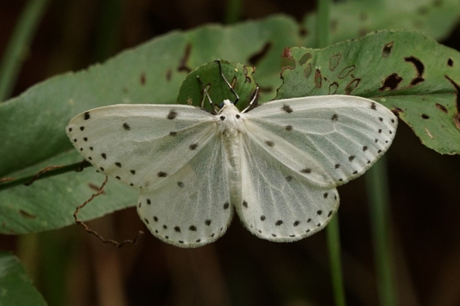 Naxa textilis 06829