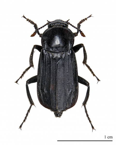 Necrodes littoralis MHNT