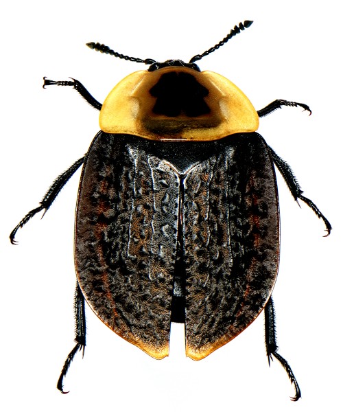 Necrophila americana (Linnaeus) female