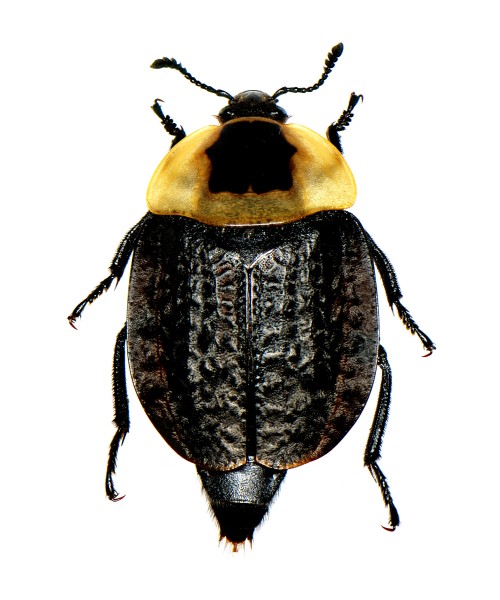 Necrophila americana (Linnaeus) male