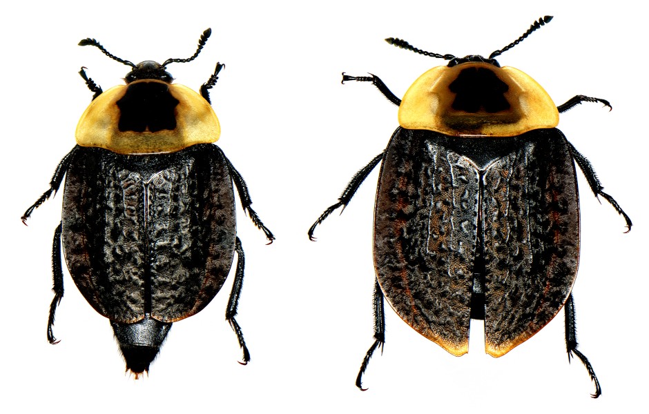 Necrophila americana (Linnaeus) pair