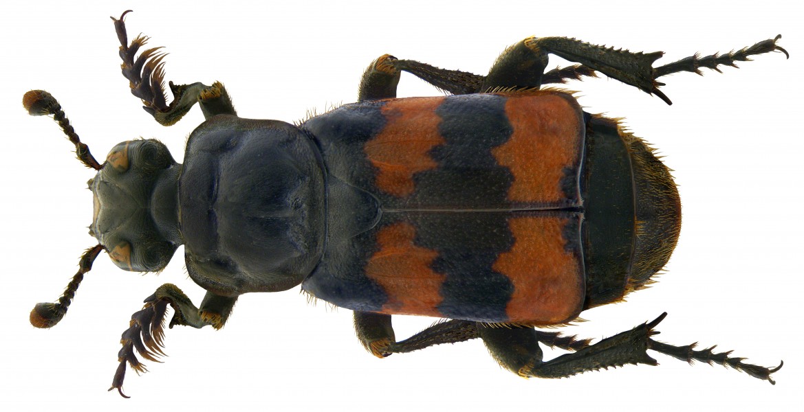 Necrophorus fossor Erichson, 1834 male (3296103574)
