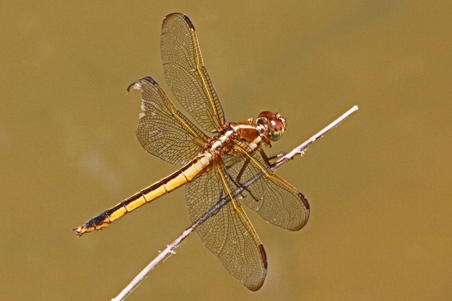 Needham's Skimmer - Libellula needhami, Governor's Island, Stafford, Virginia - 7390415072