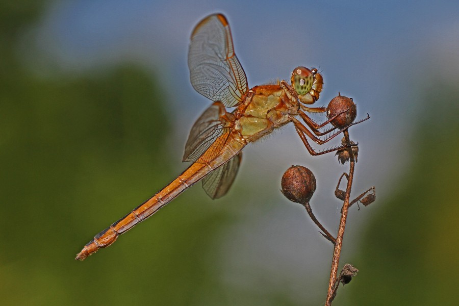 Needham's Skimmer - Libellula needhamii, Julie Metz Wetlands, Woodbridge, Virginia - 7768133726