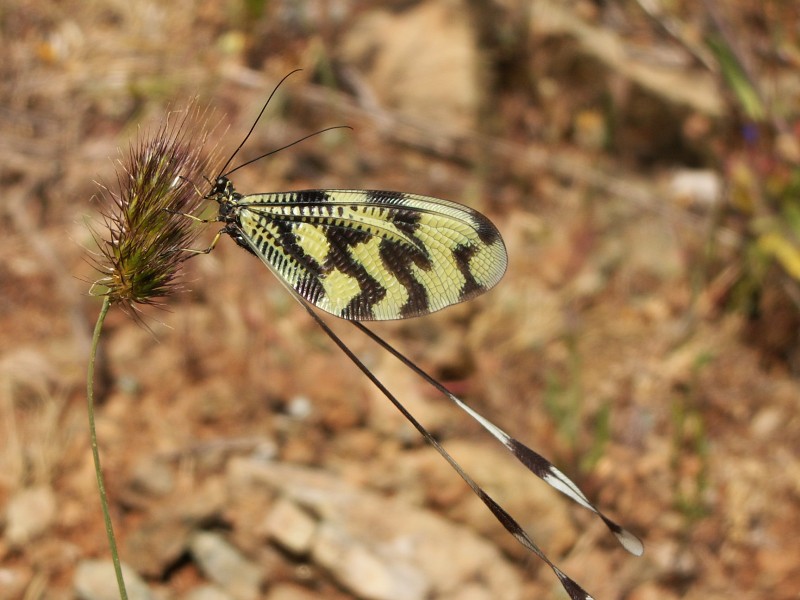 Nemoptera sinuata1