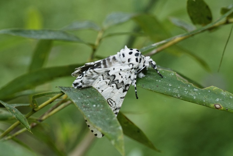 Neocerura Sp 7671