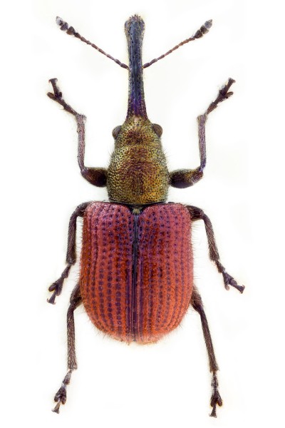Neocoenorrhinus aequatus