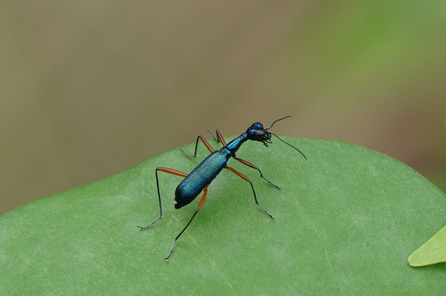 Neocollyris fuscitarsis 02383