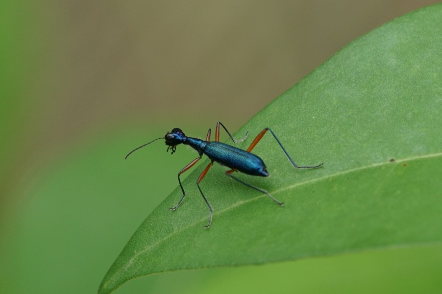 Neocollyris fuscitarsis 02384