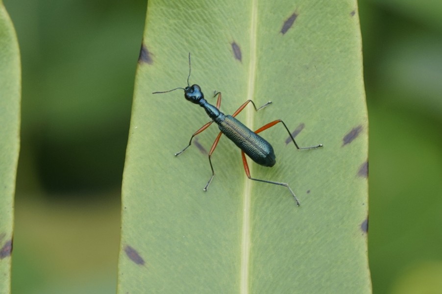 Neocollyris fuscitarsis 7571
