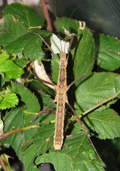 Neohirasea maerens